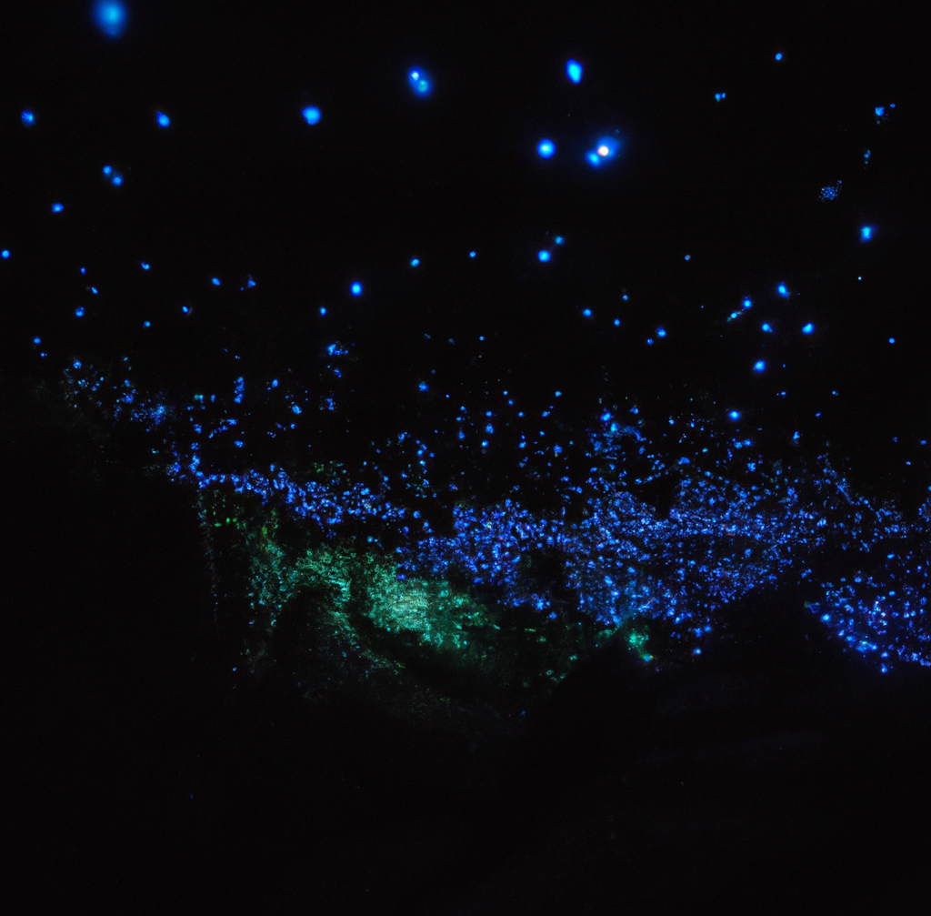 Glowworm Caves in New Zealand